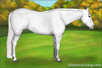 Horse Color:White Spotted Silver Grullo Appaloosa Rabicano
