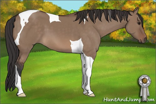 Horse Color: Unknown 
