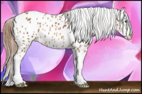 Horse Color:Chestnut Splash Near Leopard 