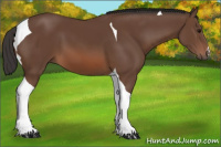 Horse Color:Bay Tobiano 