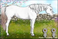 Horse Color:White Spotted Black Appaloosa
