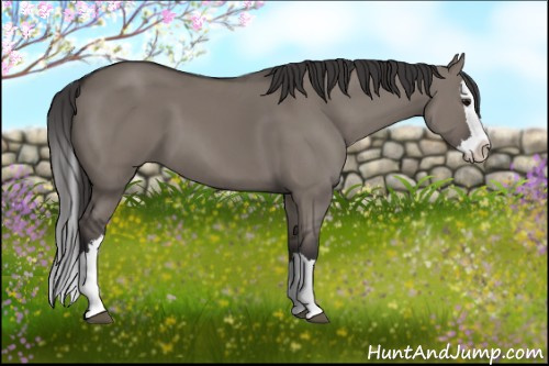 Horse Color: Smoky Grullo Sabino Splash 