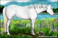 Horse Color:Amber Cream Champagne Dun Appaloosa