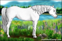 Horse Color:Gray White Spotted Black 