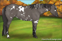 Horse Color:White Spotted Smoky Grullo