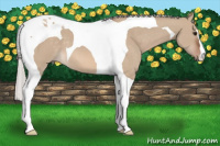 Horse Color:Silver Bay Dun Tobiano 