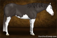 Horse Color:Liver Chestnut Splash