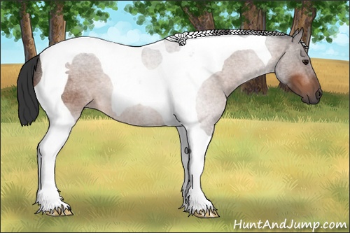 Horse Color: Bay Roan Tobiano 