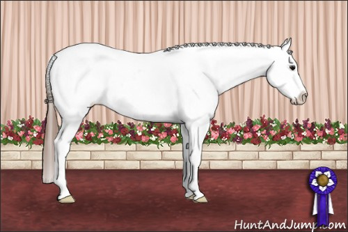 Horse Color: Bay Sabino Blanket 