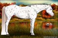 Horse Color:Chestnut Splash Appaloosa 