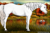 Horse Color:Red Dun Splash Appaloosa 