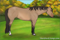 Horse Color:Bay Dun Sabino 