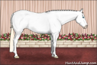 Horse Color:Buckskin Pearl Tobiano Snowcap 