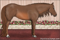 Horse Color:Chestnut Sabino