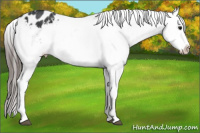 Horse Color:White Spotted Brown Appaloosa 