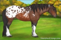 Horse Color:Bay Sabino Tobiano Blanket 