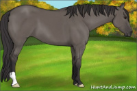 Horse Color:Buckskin Dun 