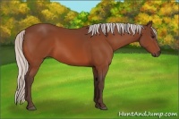Horse Color:Silver Bay 