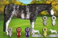 Horse Color:Gray White Spotted Bay