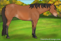Horse Color:Bay 