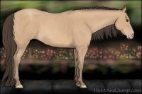 Horse Color:Classic Champagne Roan 