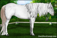 Horse Color:Chestnut Tobiano Blanket