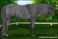 Horse Color:Brown Appaloosa 