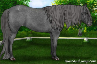 Horse Color:Brown Appaloosa 
