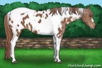 Horse Color:Chestnut Tobiano Near Leopard 