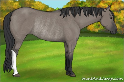 Horse Color: Grullo Rabicano 
