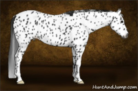 Horse Color:Gray Black Appaloosa