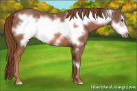 Horse Color:Red Roan Frame 