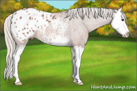Horse Color:Silver Bay Roan Splash Appaloosa 