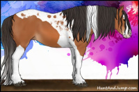 Horse Color:Bay Splash Tobiano 