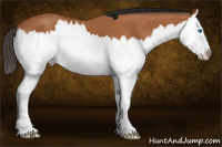 Horse Color:Bay Splash 