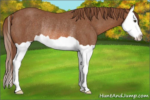Horse Color: Chestnut Splash Rabicano 