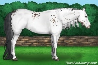 Horse Color:White Spotted Bay 