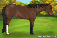 Horse Color:Gray Bay 