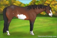 Horse Color:Bay Frame 
