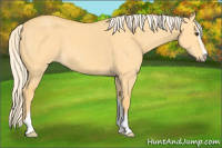 Horse Color:Palomino Dun Sabino 