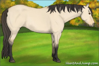 Horse Color:Buckskin Dun Sabino 