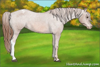 Horse Color:Chestnut Appaloosa 