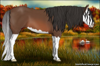 Horse Color:Bay Splash 