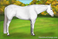 Horse Color:Black Appaloosa Rabicano
