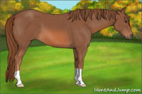 Horse Color:Liver Chestnut 