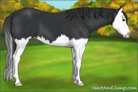 Horse Color:Black Splash 