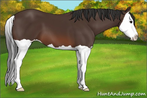 Horse Color: Brown Splash 