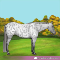 Horse Color:Blue Roan Appaloosa