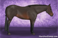 Horse Color:Brown Sabino 