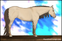 Horse Color:Classic Cream Champagne Dun 